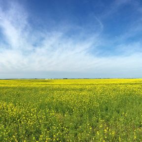 Ein Rapsfeld in Manitoba